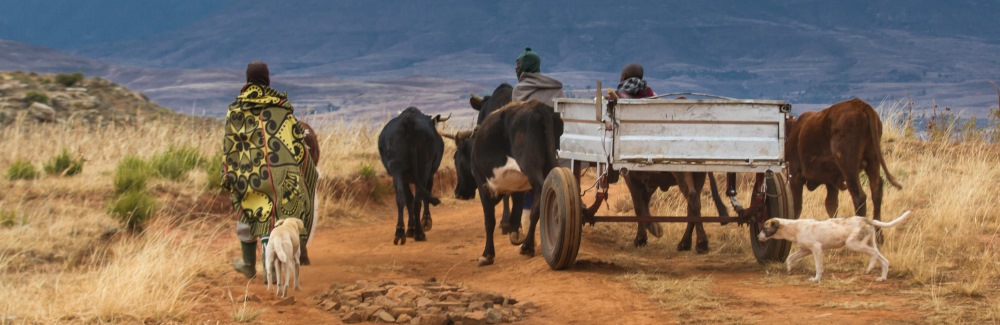 African farmer with cattle