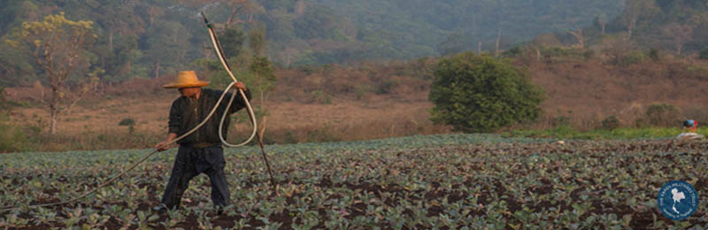 Man farming