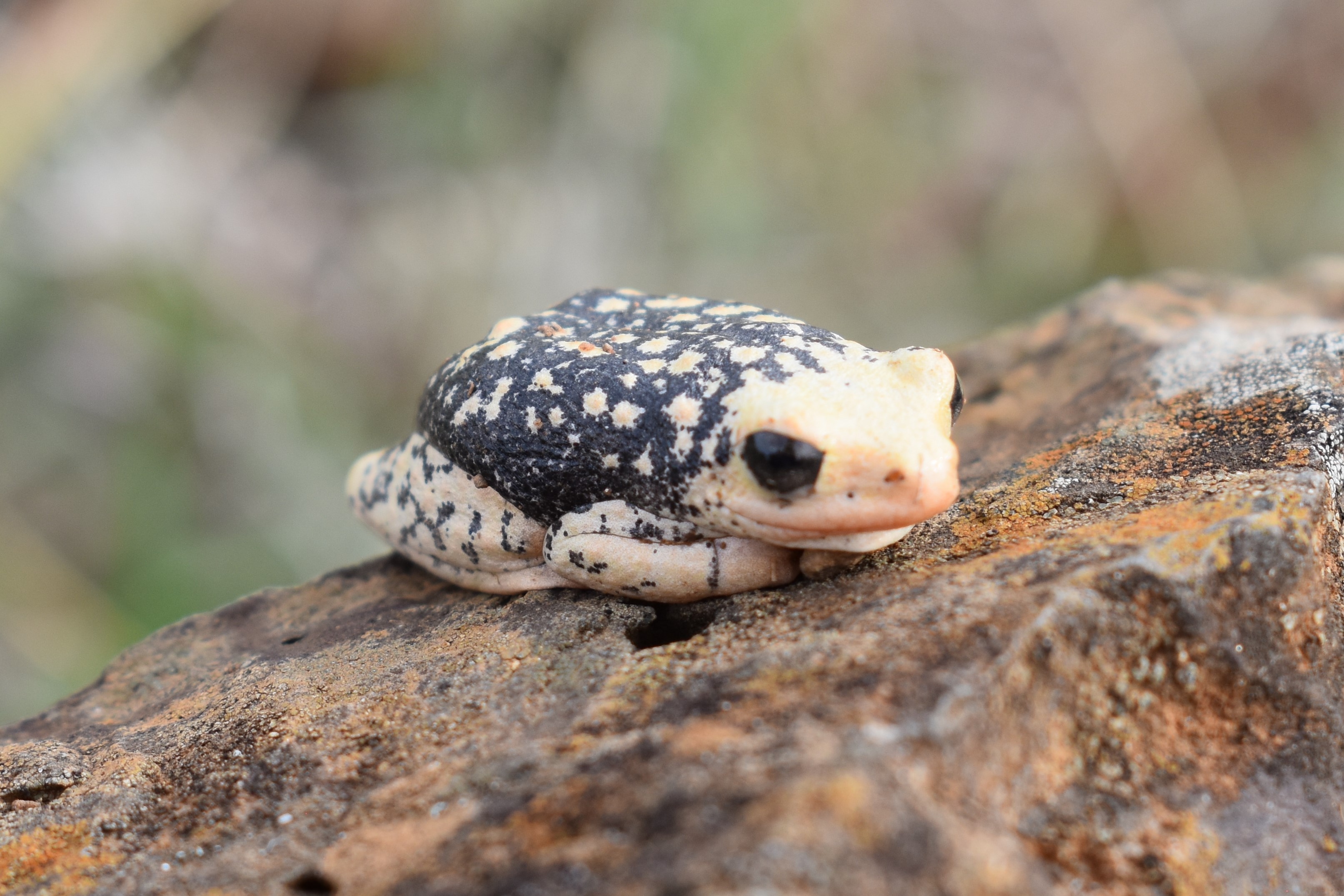 This image shows a frog sitting on a rock. The frog is yellow and black.