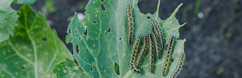 Caterpillars eating cabbage