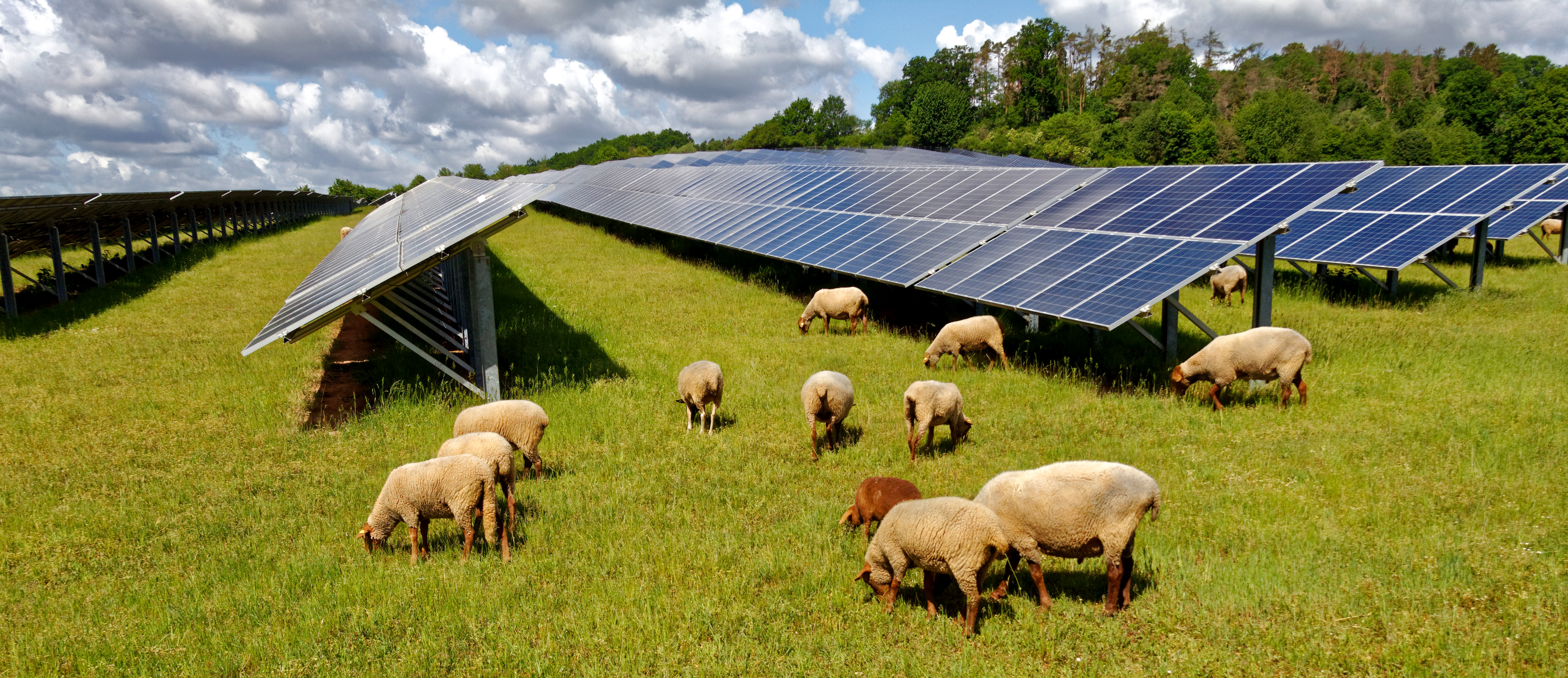 Sustainable agriculture header image with sheep