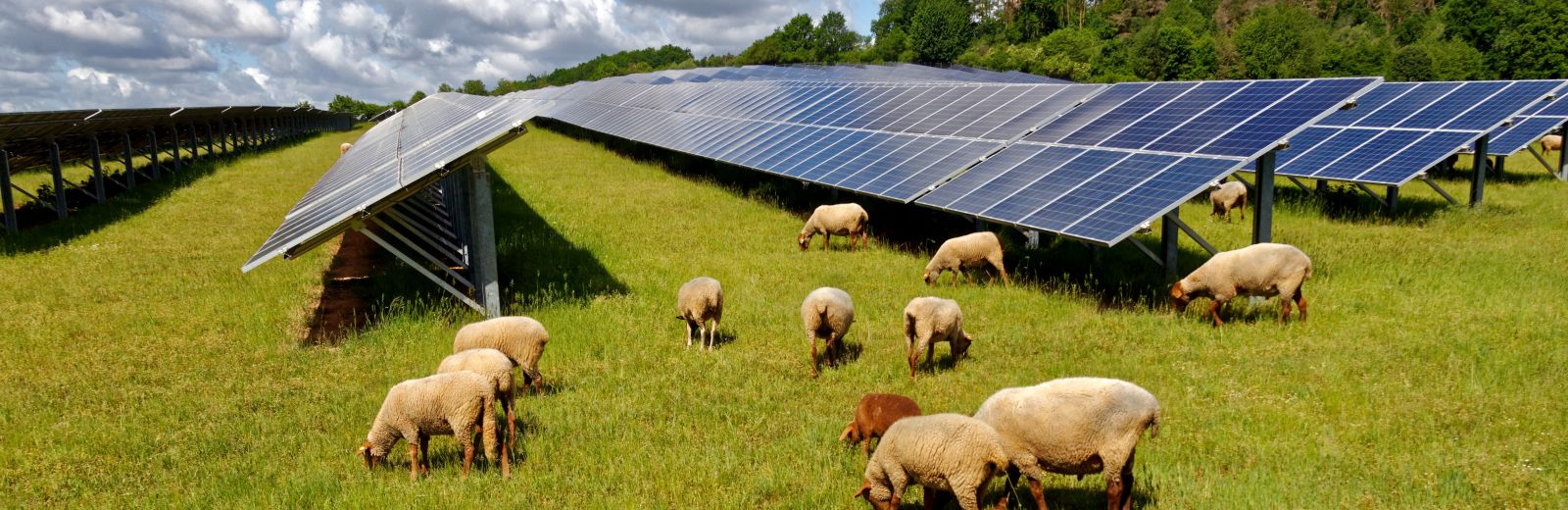Sustainable agriculture header image with sheep